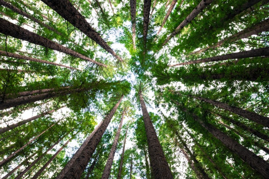 trees seen from below